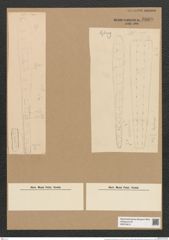 Climacosphenia australis Kuetz. (de-Toni-Nr.: Genus 87, Species 2984) Zeichnungen Sammlung Grunow Nr. 6089 (NHMW-BOT-W0374610)